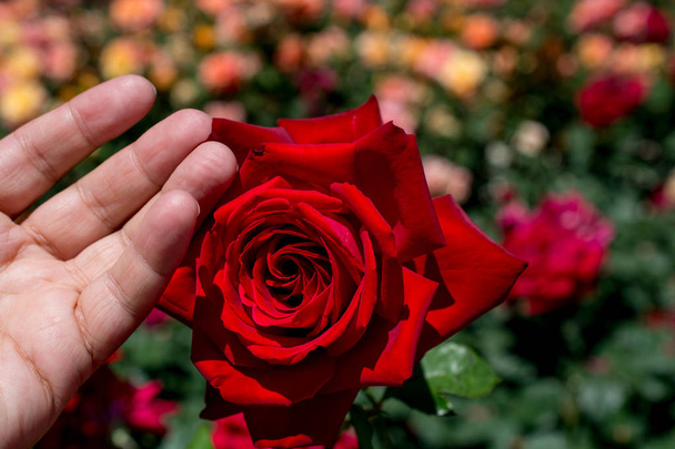 Beautiful colorful rose in close up view - Fotoğraf, Görsel