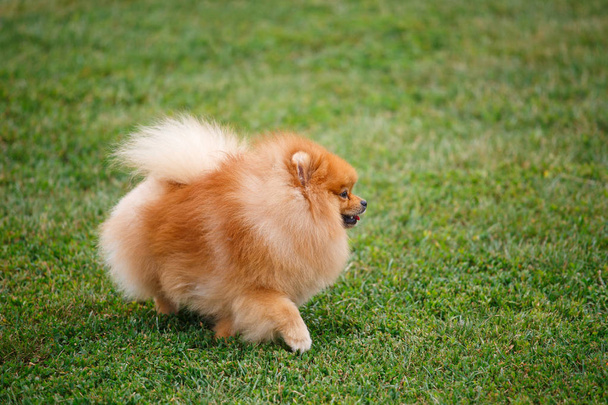 Pomeranian dog on a walk. - Foto, afbeelding