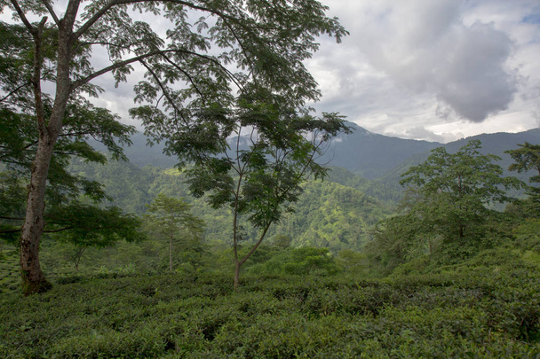 Indian tea plantation in the Darjeeling - Photo, image