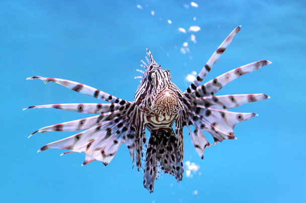 beautiful lionfish in the aquarium - Photo, Image