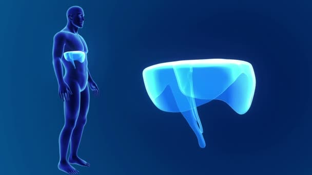 3D membrana z anatomii - Materiał filmowy, wideo