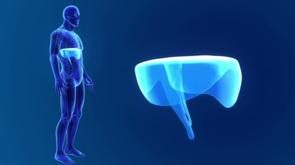 3D-Diaphragma mit Anatomie - Filmmaterial, Video