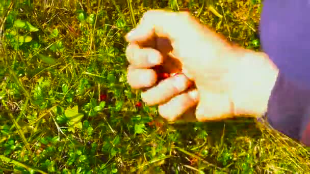 Young Man collect lingonberry straight from the bush in the mountains. Close up. Raw food - Footage, Video