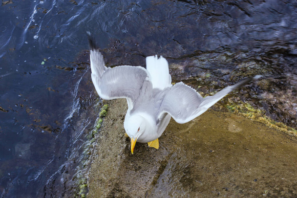 Seagull verspreiden zijn vleugels. - Foto, afbeelding
