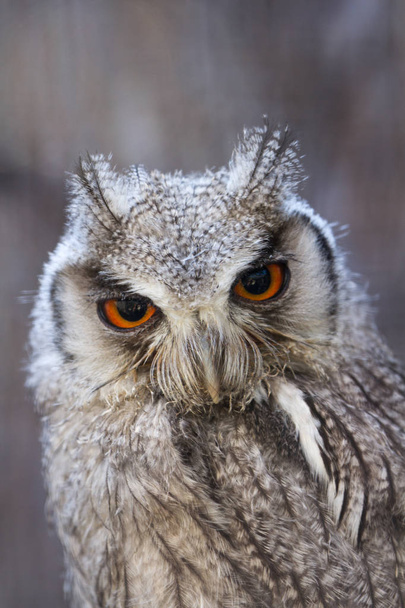 Noordelijke witte geconfronteerd Owl (ptilopsis leucotis) camera kijken - Foto, afbeelding