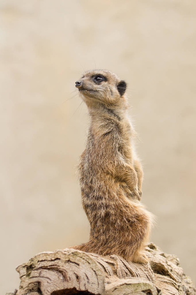 schönes Erdmännchen (suricate suricatta) Porträt mit sauberem Rücken - Foto, Bild