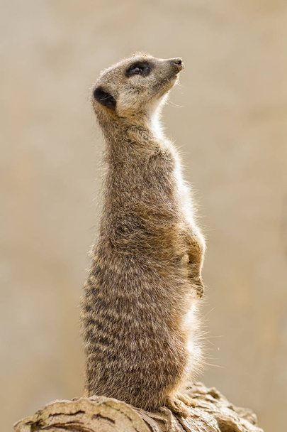 Piękny portret Meerkat (suricate suricatta) z czystej liczby - Zdjęcie, obraz