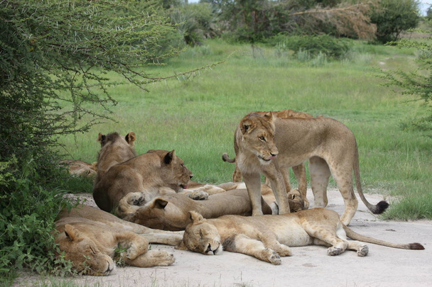 Leijona luonnonvaraisten vaarallisten nisäkkäiden afrikkalainen Savannah Kenia - Valokuva, kuva