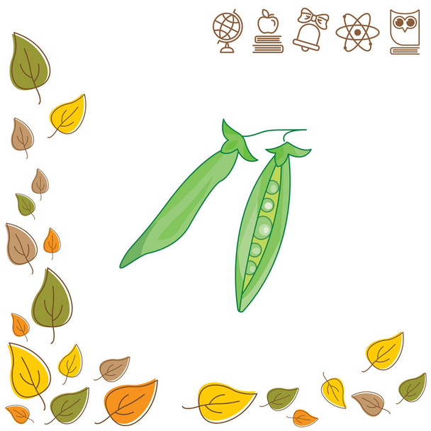 Иллюстрация зелёного гороха
 - Вектор,изображение
