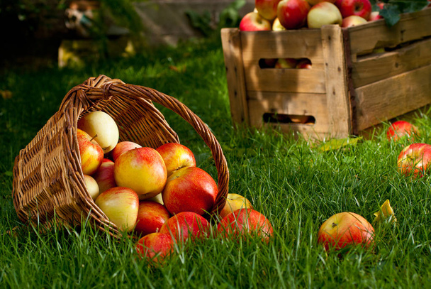 rote Äpfel mit Weidenkorb im Gras - Foto, Bild