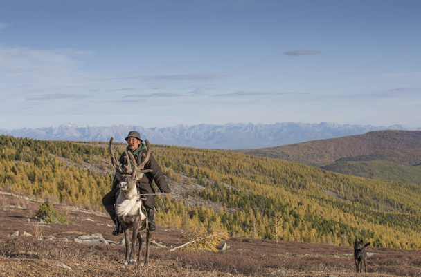 tsaatan человек с северным оленем в тайге
 - Фото, изображение