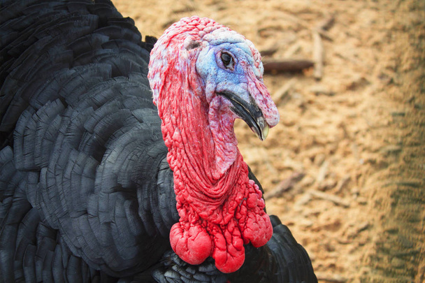 Portrait of a turkey male or gobbler closeup. - Photo, Image