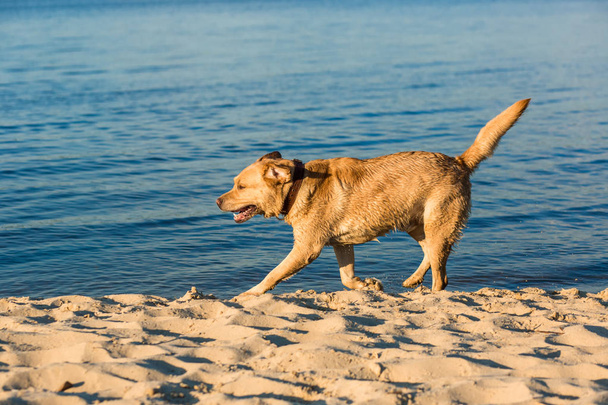 Labrador retriever στην παραλία - Φωτογραφία, εικόνα