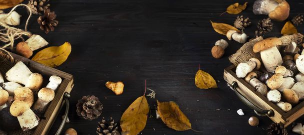 秋茸のトレイ - 写真・画像