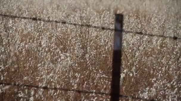 Cerca de alambre de púas con hierbas doradas
 - Metraje, vídeo
