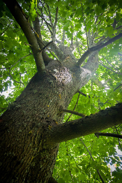 Дерево с листьями
 - Фото, изображение