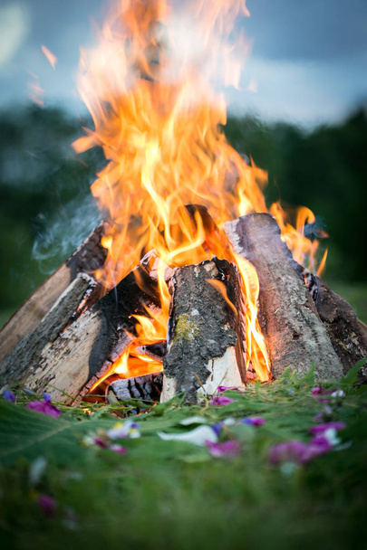 Bonfire-egy fa páfrány - Fotó, kép
