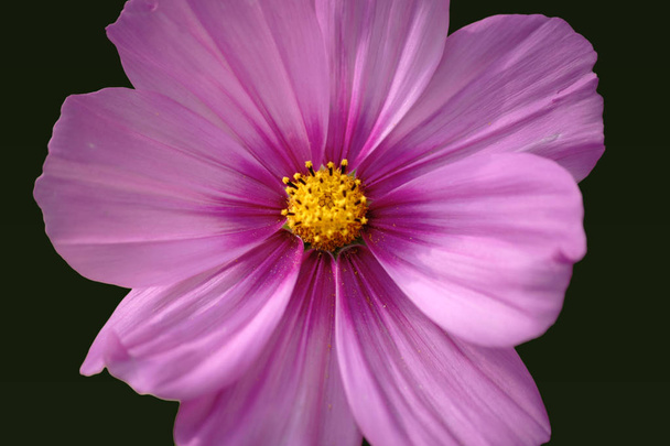Kivágott virág Cosmea - Fotó, kép