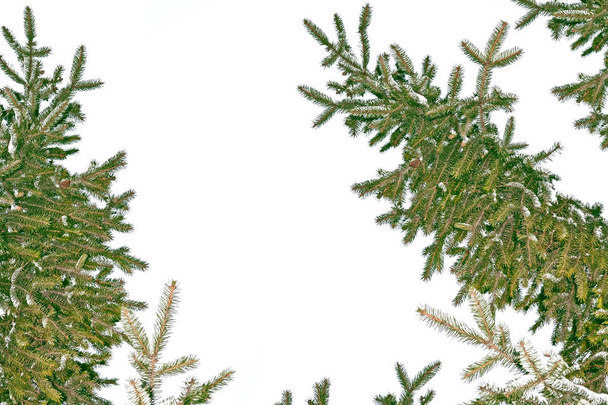 Ветви снежной елки Рождественская елка
  - Фото, изображение
