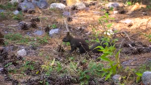 Piel negra del Cáucaso squirell divertido comer semillas en el bosque de pinos de otoño en el fondo naturaleza salvaje animal temática
 - Metraje, vídeo