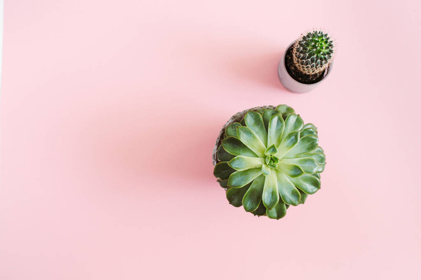 Cactus and succulent flower on pink background - 写真・画像