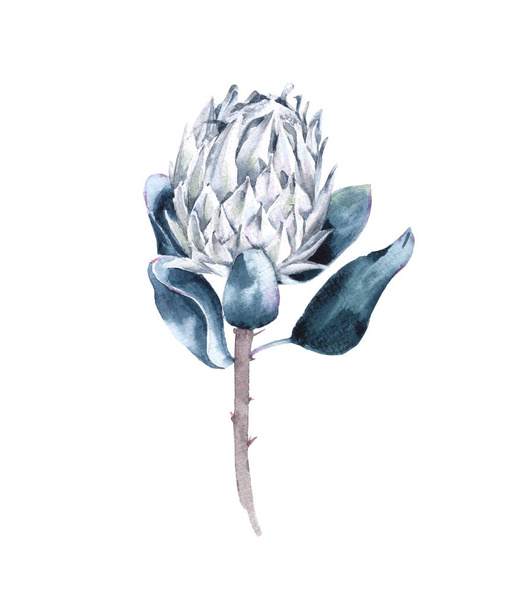 Flower of white protea. Isolated on white background. - Photo, Image