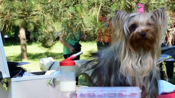 tak słodkie, piękne yorkshire terrier pies, oporządzanie konia przed Wystawa Psów Rasowych - Materiał filmowy, wideo