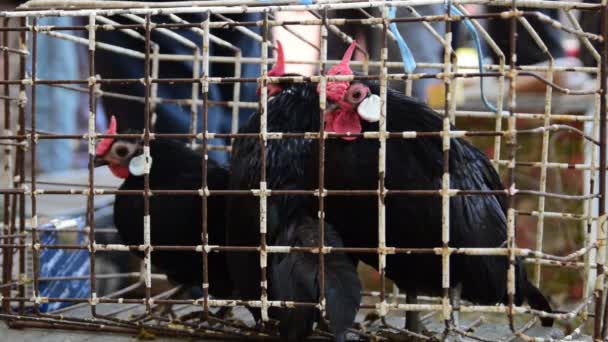 third black chicken in a cage, rooster - Felvétel, videó