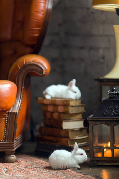 Conejo blanco sentado en una pila de libros
 - Foto, Imagen