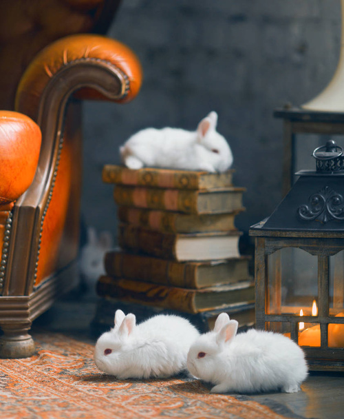 Conejo blanco sentado en una pila de libros
 - Foto, Imagen