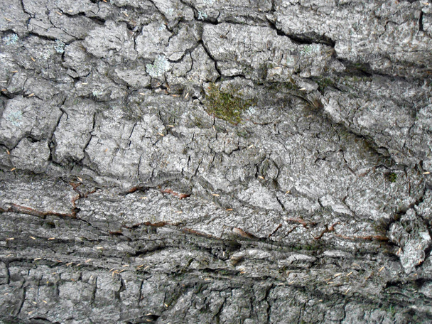 Rough diagonal texture of tree bark - Fotó, kép
