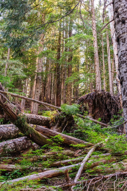 Forest near Mount Rainiers Box Canyon - Фото, изображение