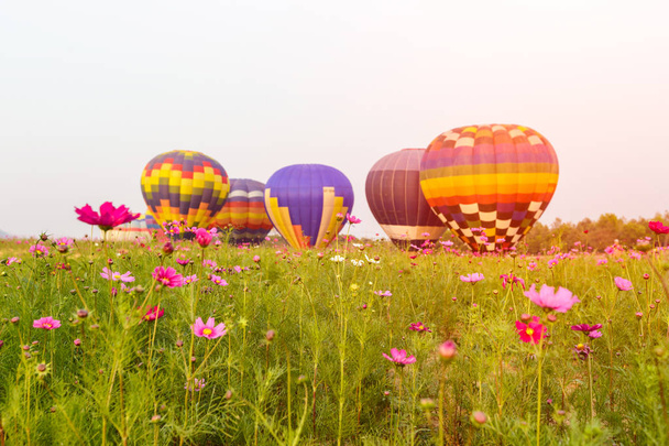 Primer plano campo de flores cosmos con grupo de globos de aire caliente de fondo, Provincia de Chiang Rai, Tailandia
 - Foto, Imagen
