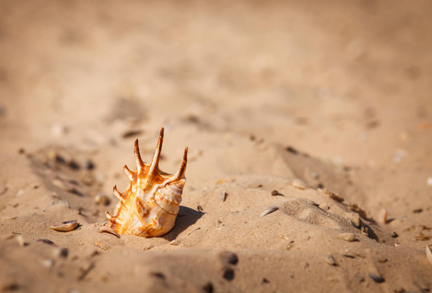 Морская раковина на песчаном пляже - Фото, изображение