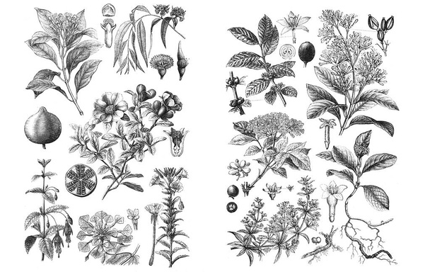 Illusztrációkat a növények. A fehér háttér - Fotó, kép