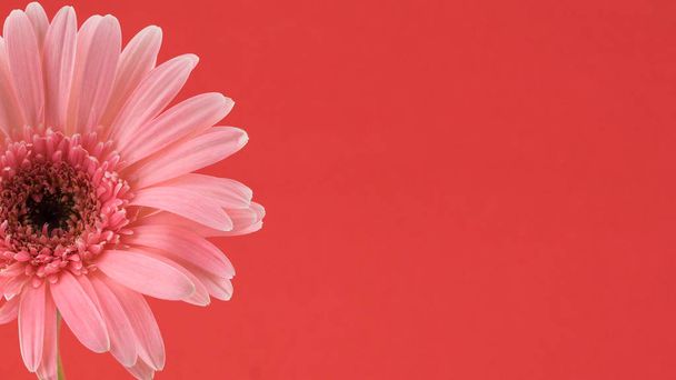 Vaaleanpunainen Gebera kukka punaisella taustalla kopioi tilaa
 - Valokuva, kuva