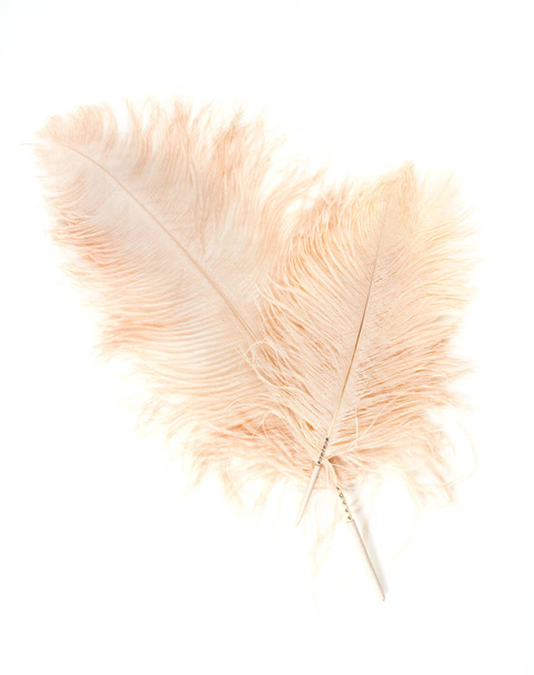 Colorful Artificial Feathers Shot on White Background - Photo, Image