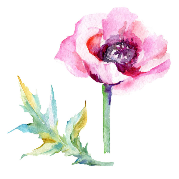 Wildflower poppy flower in a watercolor style isolated. - 写真・画像