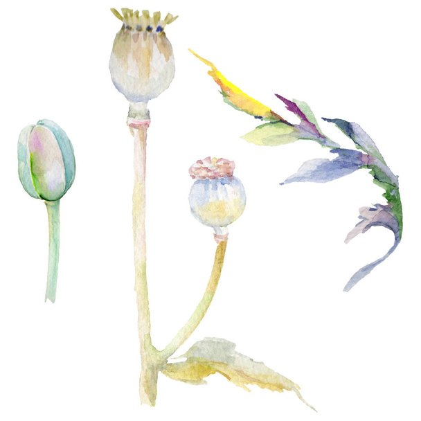 Wildflower poppy flower in a watercolor style isolated. - Foto, Imagen