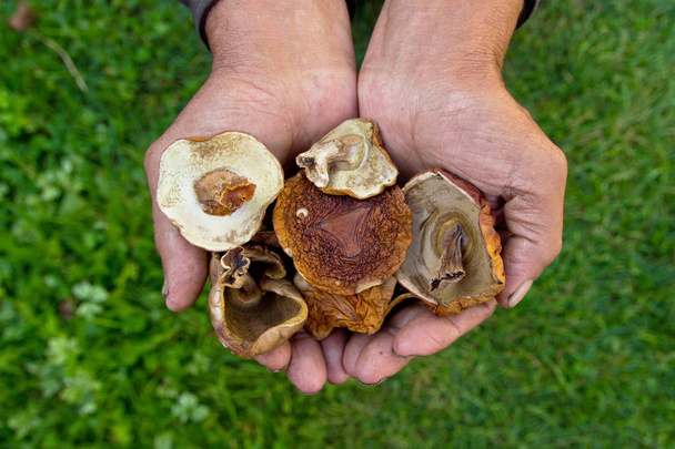 A lot of dried mushrooms. Elderly man holds in his hands a lot o - Photo, Image