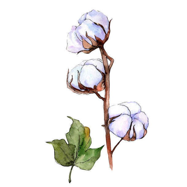 Wildflower Bawełniany kwiat w stylu przypominającym akwarele na białym tle. - Zdjęcie, obraz