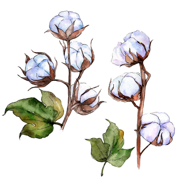 Wildflower cotton flower in a watercolor style isolated. - Photo, Image