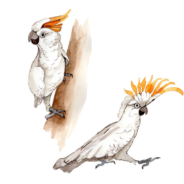 Sky pták bílý Ara v divoké akvarel styl, samostatný. - Fotografie, Obrázek