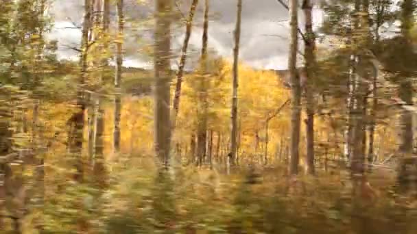 driving through aspen grove in fall - Footage, Video