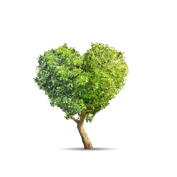 Green tree shaped in heart isolated over blue background - Photo, Image