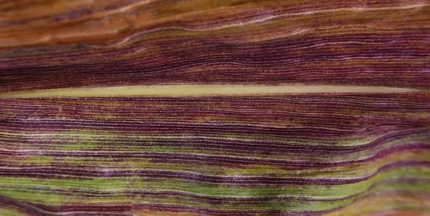 Abstracto rayas púrpuras profundas y verdes en una hoja de maíz dulce
 - Foto, imagen