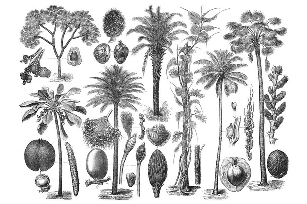 Illustraties van palm. Ingesteld op witte achtergrond - Foto, afbeelding