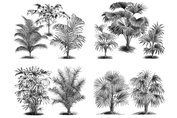Iconografías de Palm. Set sobre fondo blanco
 - Foto, imagen