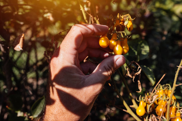 Farmer examining cherry tomato fruit grown in organic garden - Фото, зображення
