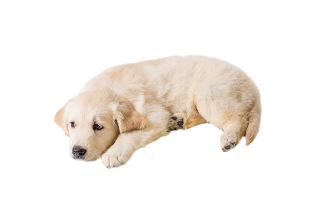 Beyaz bir arka plan üzerinde köpek yavrusu golden retriever - Fotoğraf, Görsel